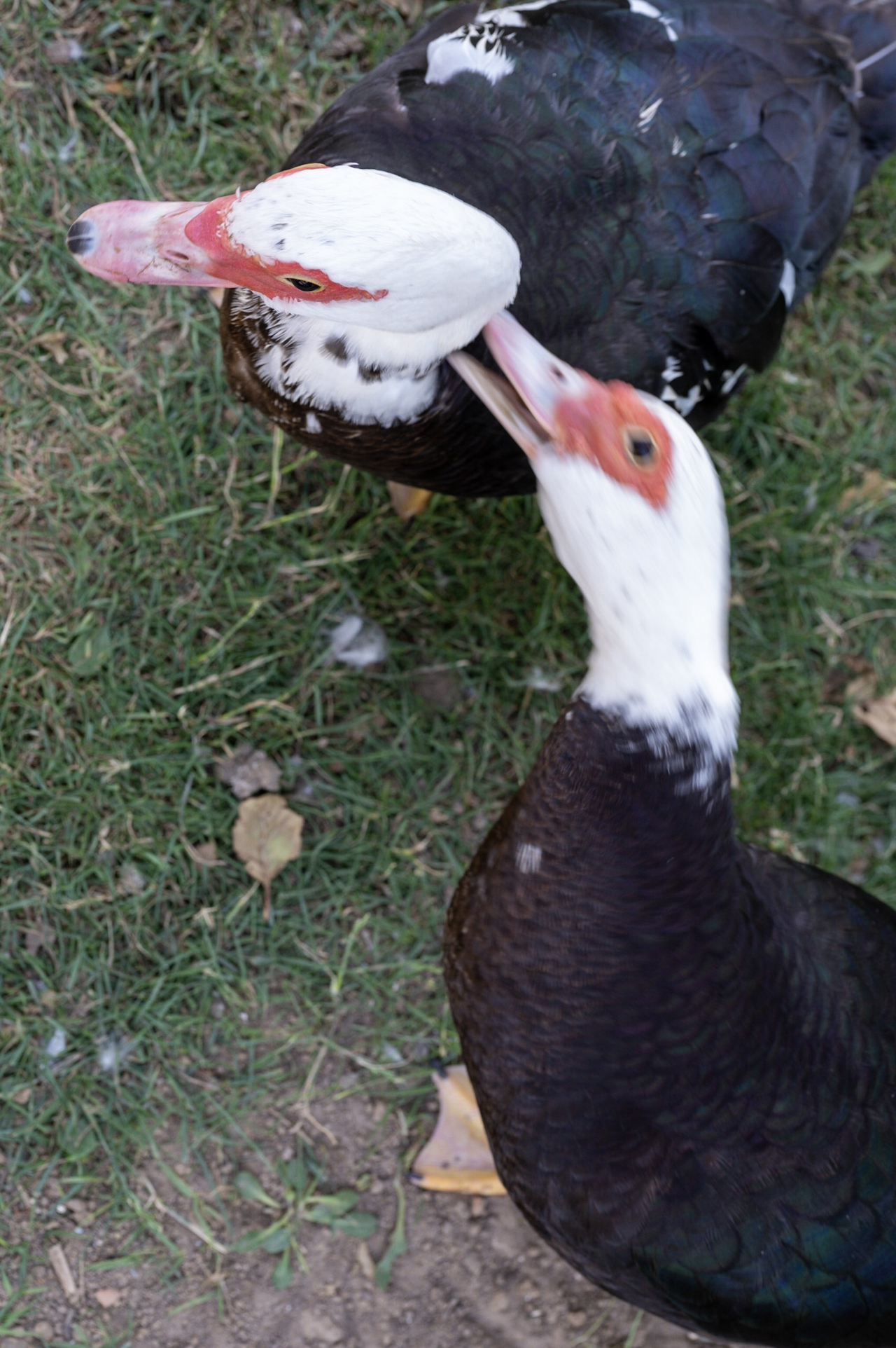 Image 22-11-2019 11-44.0c1f8e15edc84885a7946bb6abaa7ce5.png